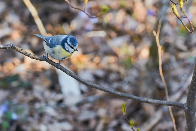 Titmouse on a branch in the forest with a blurred background