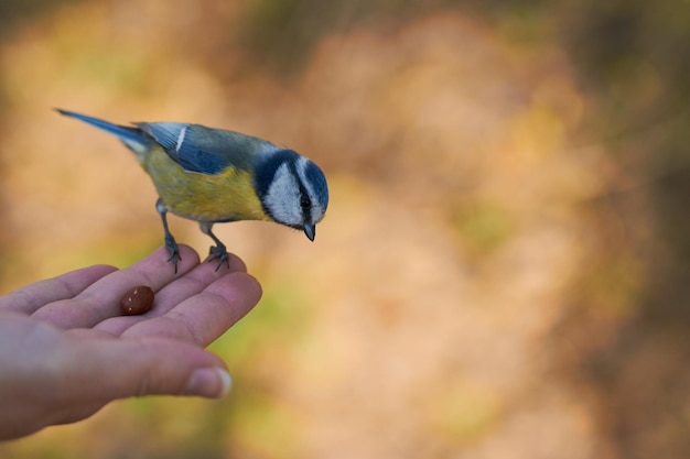 Titmouse sits on an arm with a blurred background