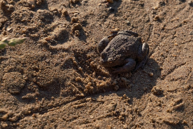 Toad sits on the sand