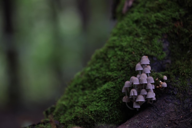 toadstool mushrooms toxic psychedelic dangerous ecosystem