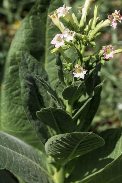 Tobacco big leaf crops growing in tobacco plantation field Many delicate pink flowers of nicotina plant