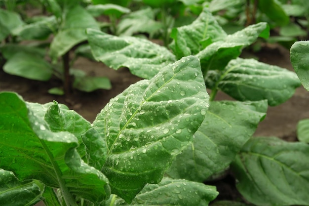 tobacco cultivation concept tobacco bush grows on a tobacco farm after watering