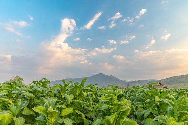 Tobacco field and hut with beautiful mountain hill background, Agriculture in countryside