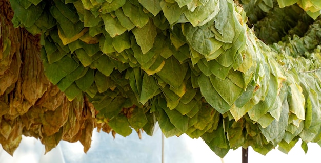 Tobacco leaves drying in the shedAgriculture farmers use tobacco leaves to incubate tobacco leaves naturally in the barn