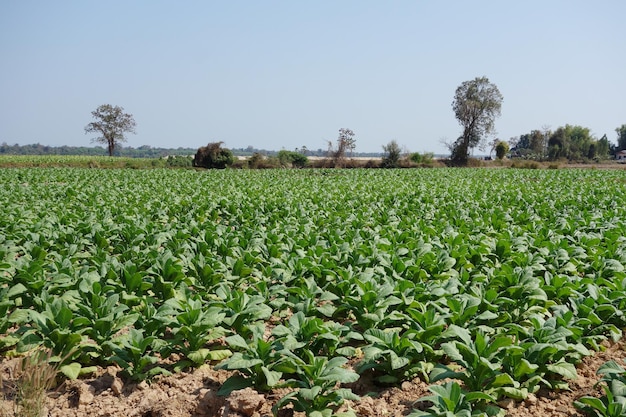 Tobacco leaves tobacco farm tobacco plant