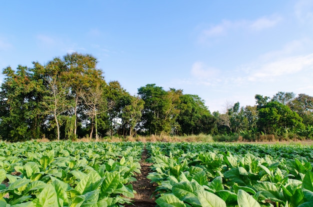 Tobacco plant and fresh nature background