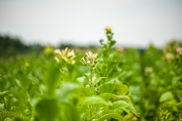 Tobacco plantation in the field is growin