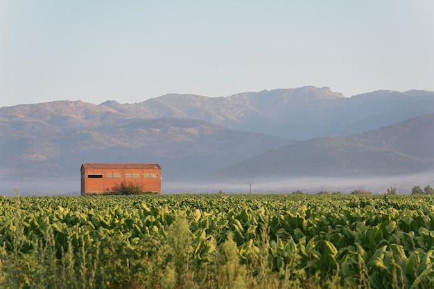 Tobacco plantation with drying shed in the valley at sunrise