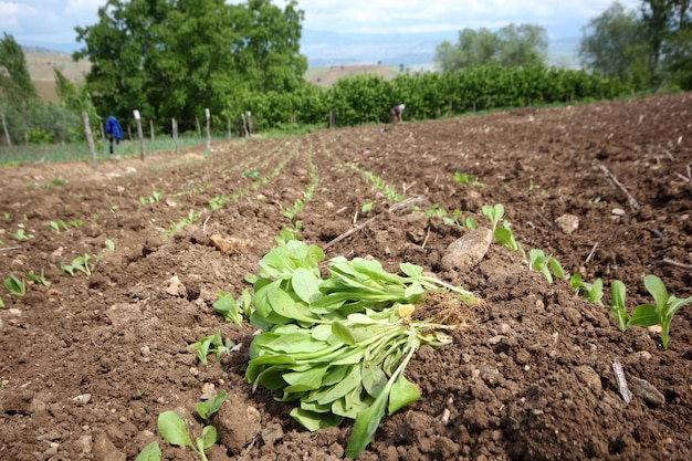 Tobacco seedling planting Amasya Turkey