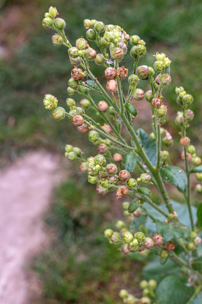 Tobacco seeds growing on a plant in naturecloseup