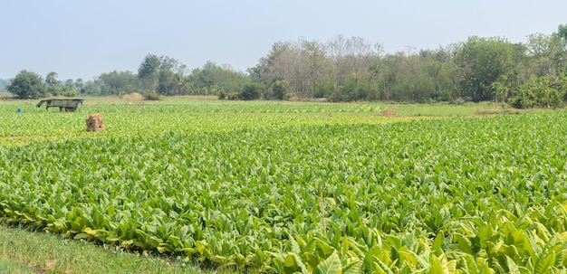 Tobbaco plantation in Thailand