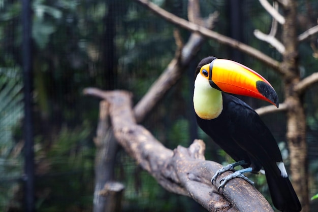 The toco toucan bird on the wood tree in forest