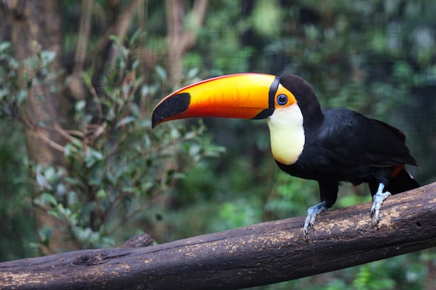 The toco toucan bird on the wood tree in forest