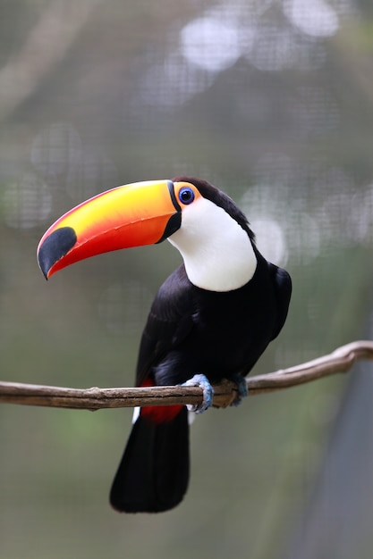 Toco toucan closeup