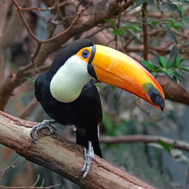 Photo toco toucan (ramphastos toco)