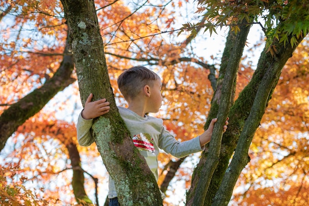 Toddler boy climbing beautiful autumn tree