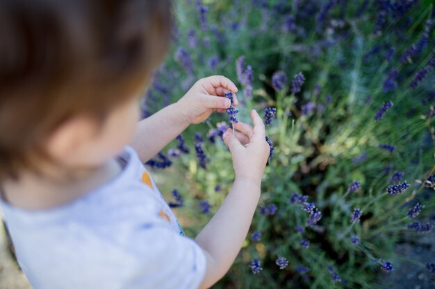  toddler boy holding a lavender plant flowers