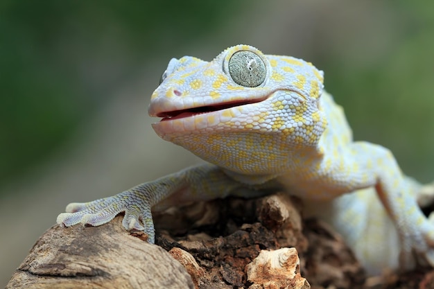 Tokay gecko albino closeup