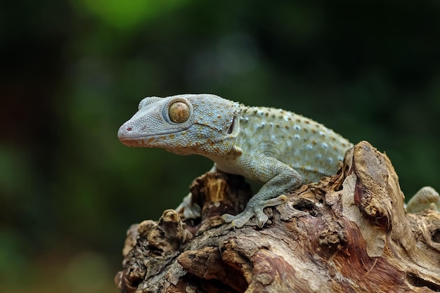 Tokay gecko albino looking around animal closeup