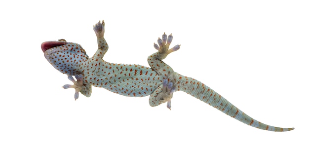 Tokay gecko - Gekko gecko on a white isolated