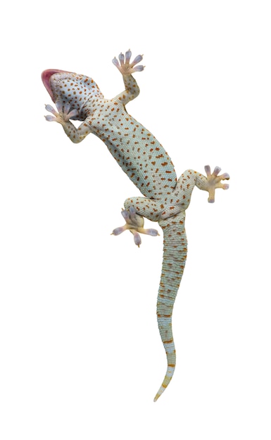 Tokay gecko - Gekko gecko on a white isolated