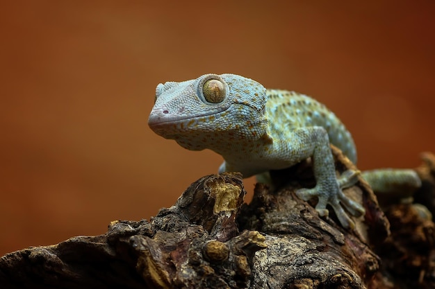 tokay gecko on wood with nature background animal closeup