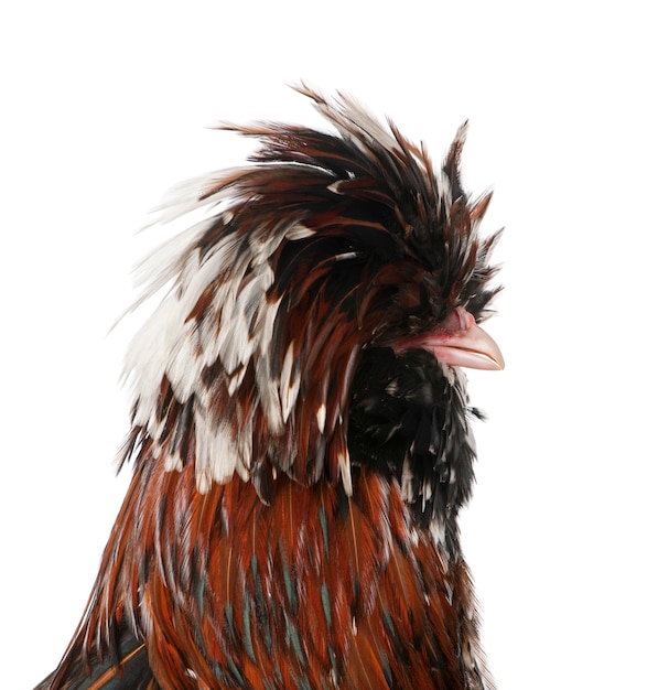 Tollbunt tricolor Polish chicken, standing