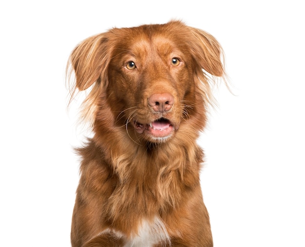 Toller dog in front of white background