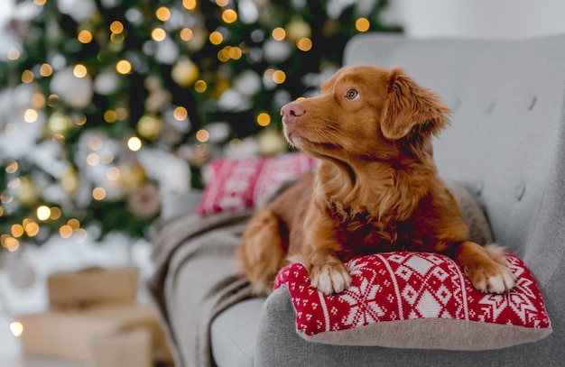 Toller retriever in Christmas time