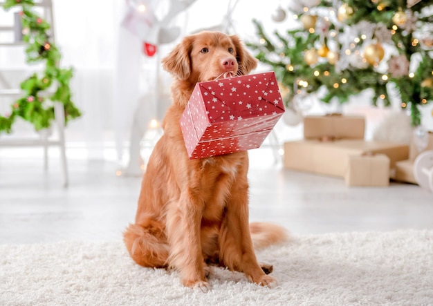 Toller retriever in Christmas time