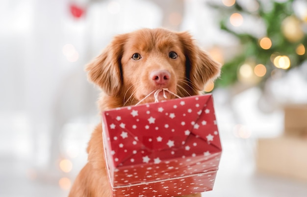 Toller retriever in Christmas time