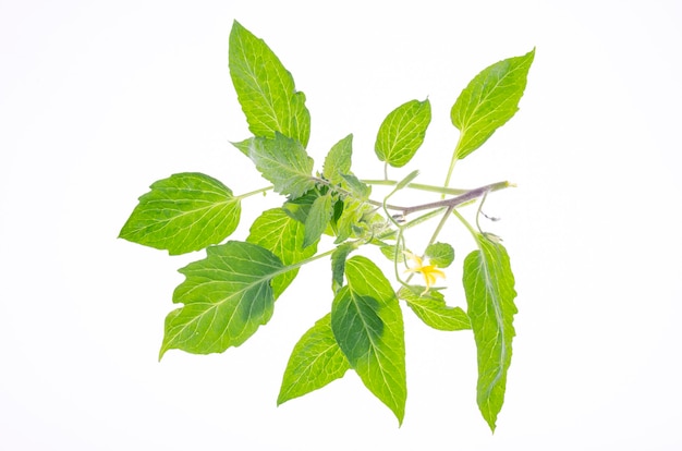 Tomato branch with green leaves and yellow flowers. Studio Photo.