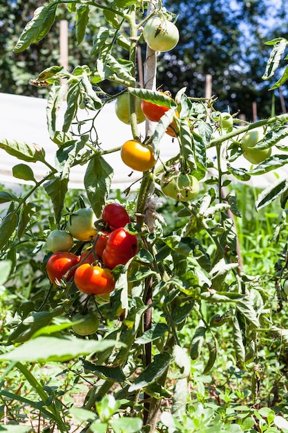 Photo tomato bush near greenhouse in vegetable garden