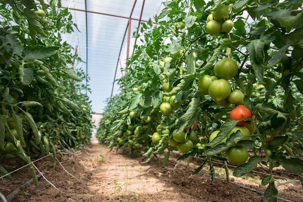 the tomato greenhouses under sky