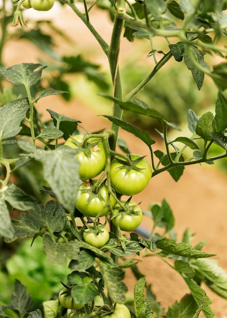 Tomato plant farming concept