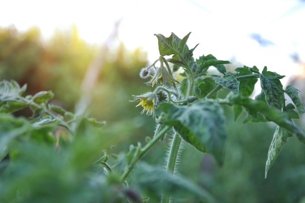 A tomato plant in a field with the sun shining through the leaves