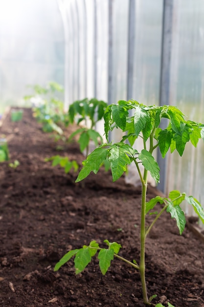 Tomato plant in glass greenhouse close up