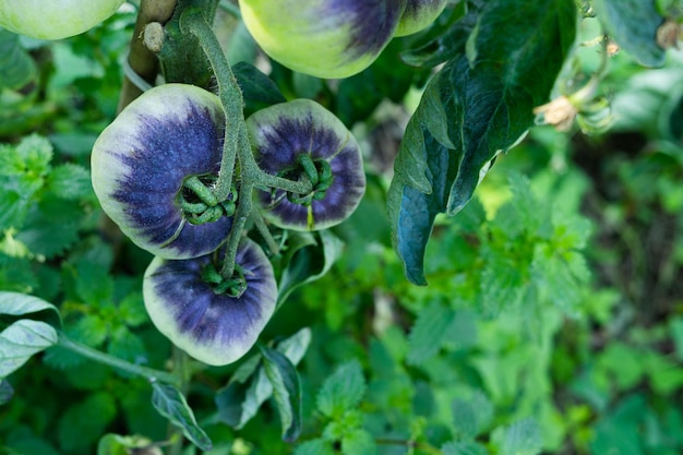 Tomato plants of the blue sea variety Green tomato fruits Copy space