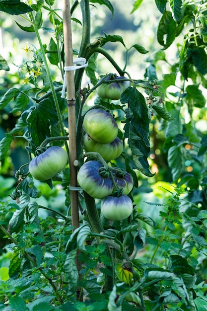 Tomato plants of the blue sea variety Green tomato fruits Copy space