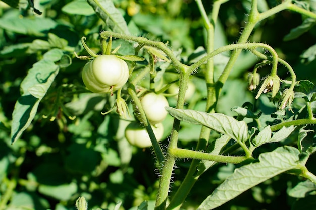 Tomato plants in greenhouse Green tomatoes plantation. Organic farming, young tomato plants growth in greenhouse. High quality photo