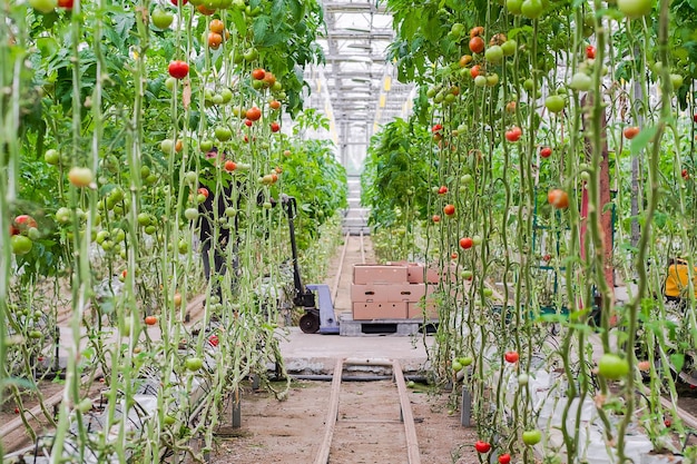 Tomato production and transportation. Beautiful red ripe tomatoes background, agriculture industry.