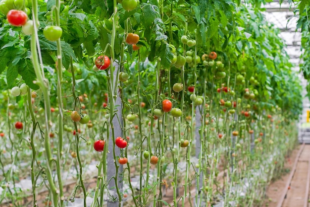 Tomato production and transportation. Beautiful red ripe tomatoes background, agriculture industry.