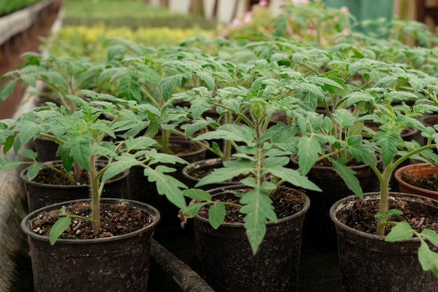 tomato seeding in plant nursery of indoor garden