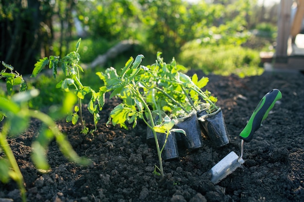 Tomato seedling in the garden