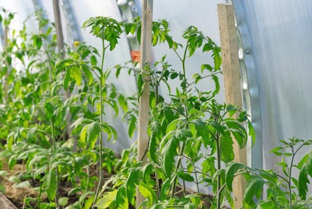 Tomato seedling in the gardenTomato growing in greenhouse