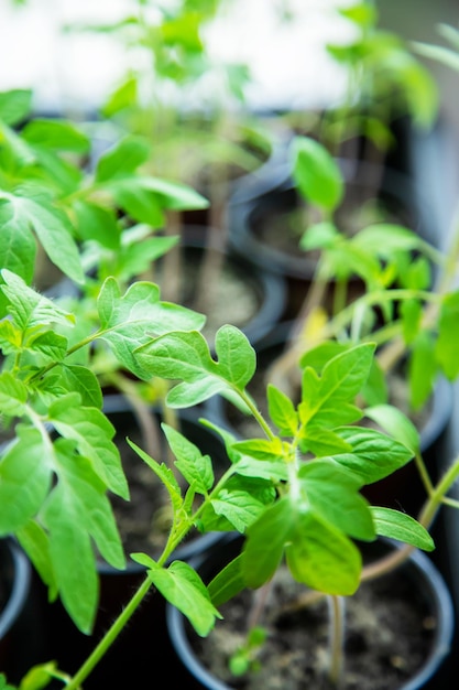 Tomato seedlings in cups on the window Selective focus nature nature