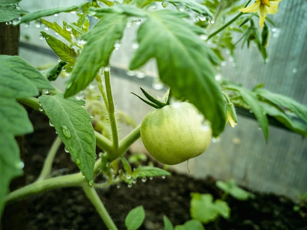 Tomato seedlings in a greenhouse Growing greenhouse fruit plants