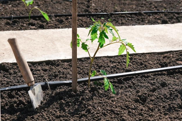 Tomato seedlings plant grown in beds with automatic watering or water dripping system in the home vegetable garden Hose for watering and irrigation