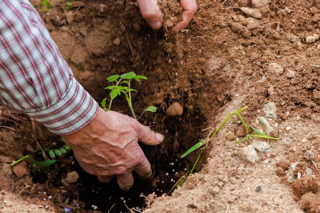 Tomato seedlings planted in the ground with hand