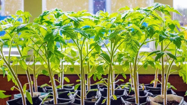 Tomato seedlings prepared for planting in the ground Spring planting of tomatoes closeup